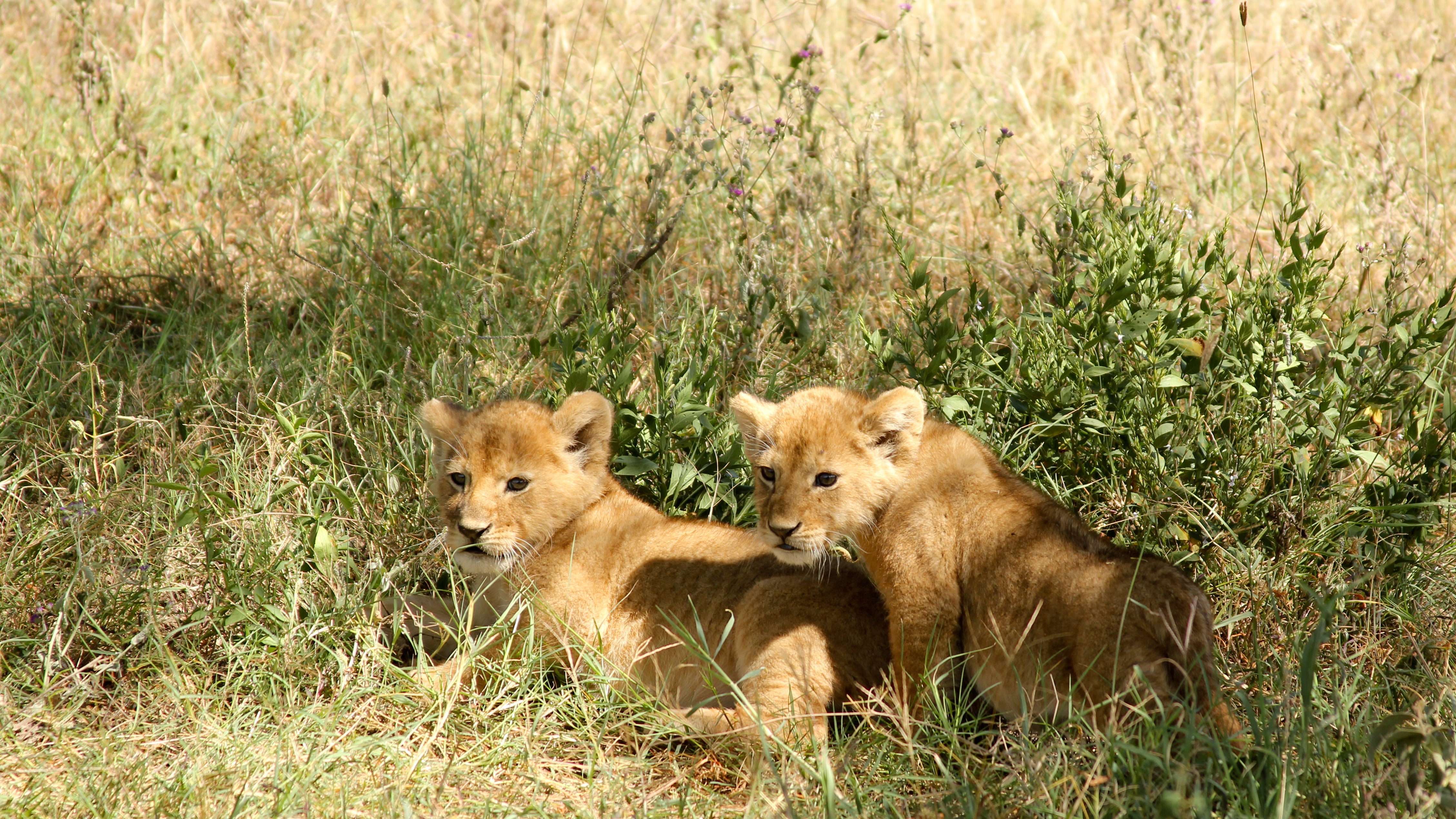 15-Day Tanzania Grand Combo Including Mkomazi & Rubondo - Tanzania safari gallery image
